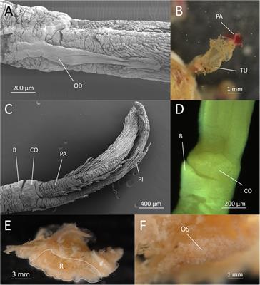 A New Species of Osedax (Siboglinidae: Annelida) From Colonization Experiments in the Arctic Deep Sea